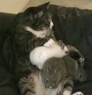 Bunnies Get Some Cat Lovin'
